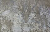 Triassic Aged Stromatolite Fossil - England #41090-1